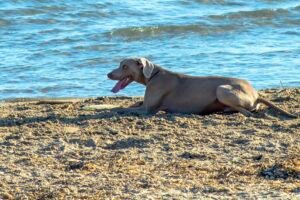 playas-perros-mazarron