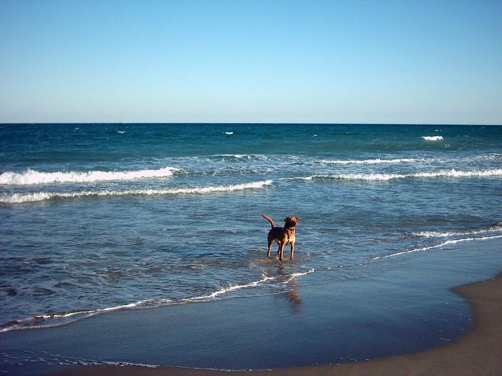 playas-perros-mazarron