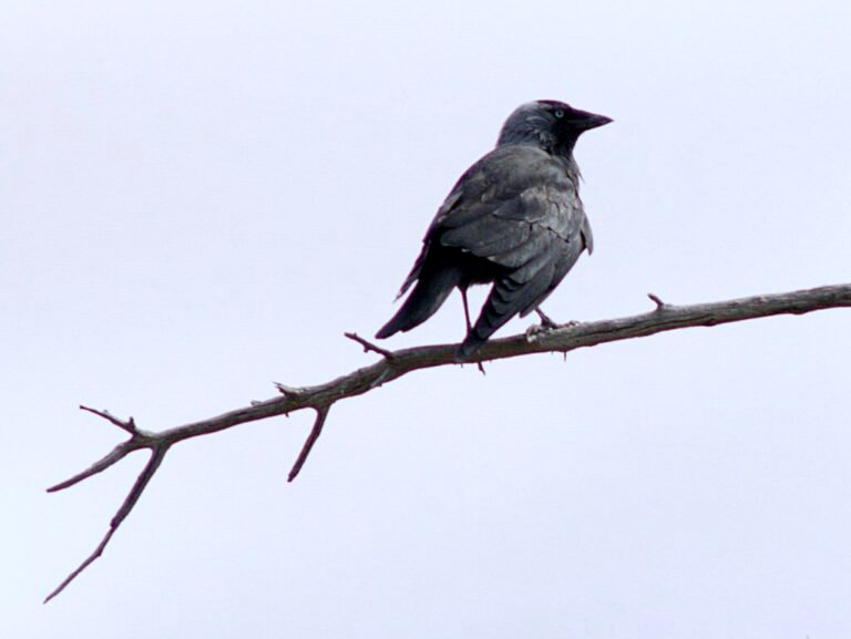 laguna-de-las-moreras-mazarron