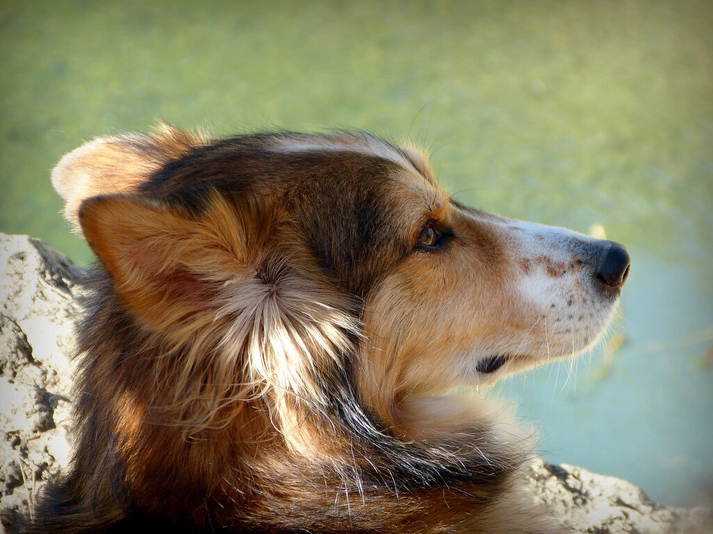 ruta-senderismo-mazarron-con-perro