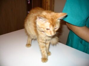 veterinarios-mazarron-puerto-urgencias