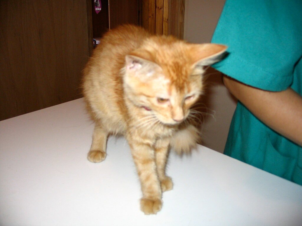 veterinarios-mazarron-puerto-urgencias