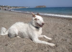 Perro disfrutando en la Playa de las Moreras Mazarrón 2026.