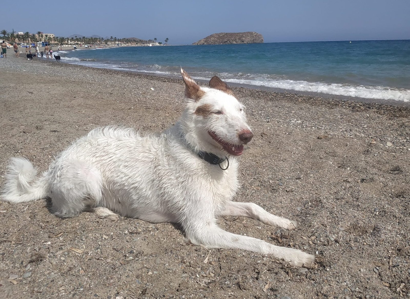 Perro disfrutando en la Playa de las Moreras Mazarrón 2026.
