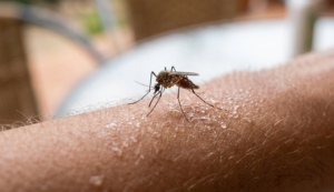 mosquitos-mazarron-2026
