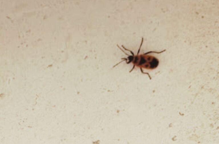 plaga-zapateros-mazarron-2026