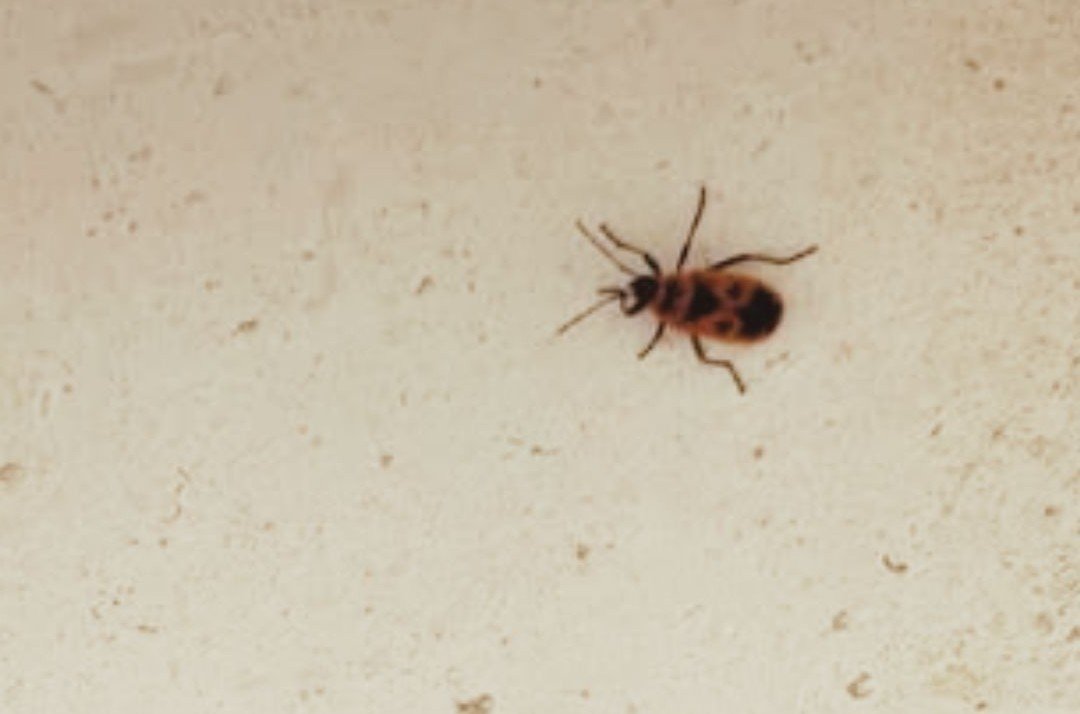 plaga-zapateros-mazarron-2026