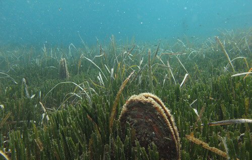 equipamiento-snorkel-mazarron