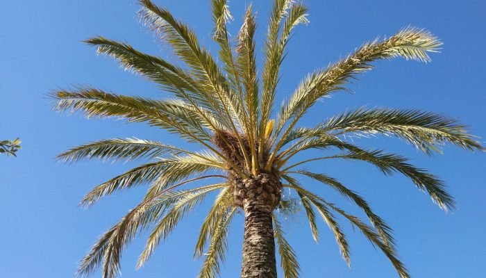 agenda-mazarron